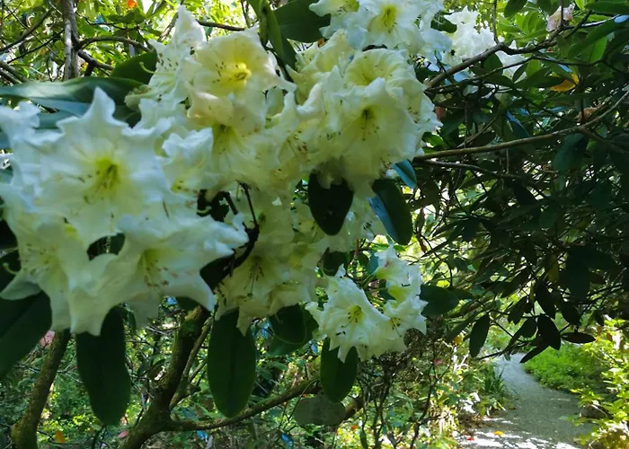 Kilmokea Country Manor & Gardens 3* ניו רוס